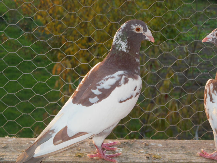 M-2012 tata la loc 1 din 2000 de pui