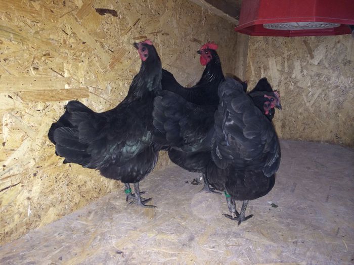 image - Australorp Pitic Negru