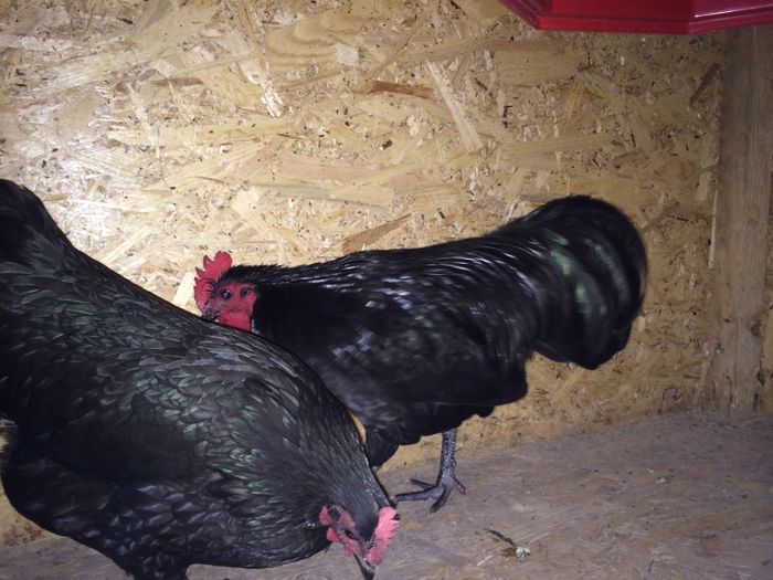 image - Australorp Pitic Negru