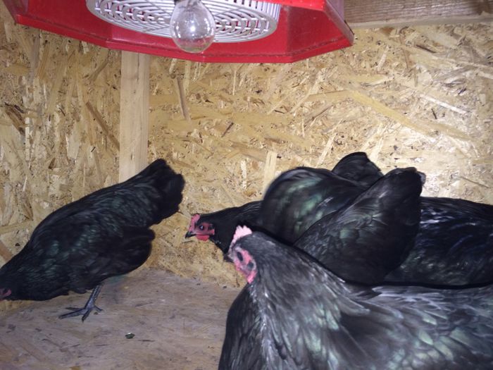 image - Australorp Pitic Negru