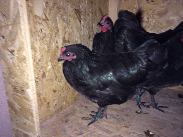 image - Australorp Pitic Negru