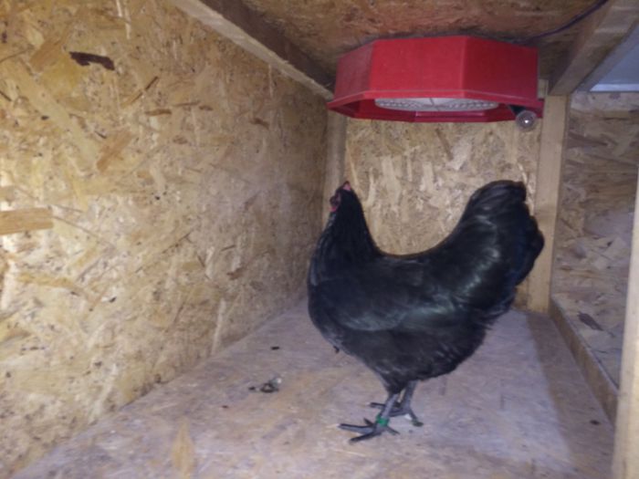 image - Australorp Pitic Negru