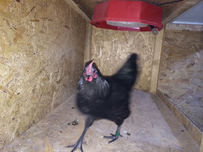 image - Australorp Pitic Negru