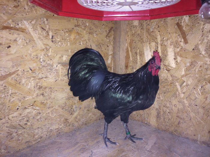 image - Australorp Pitic Negru