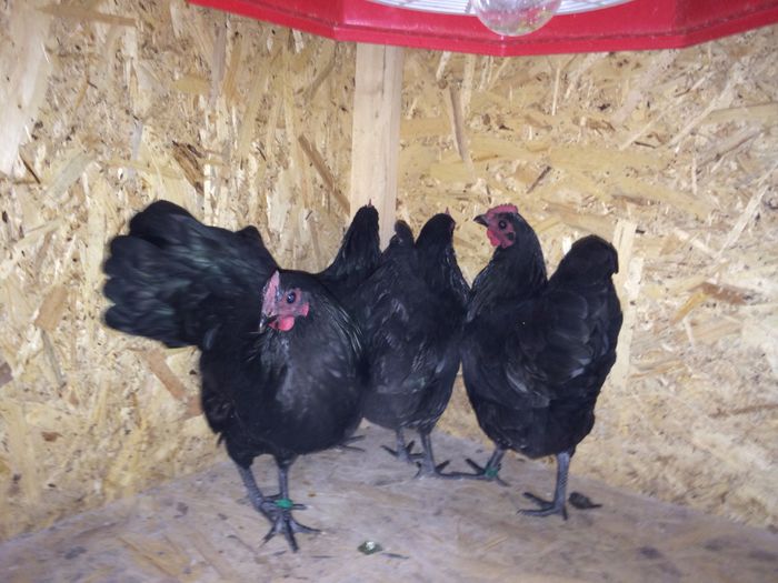 image - Australorp Pitic Negru