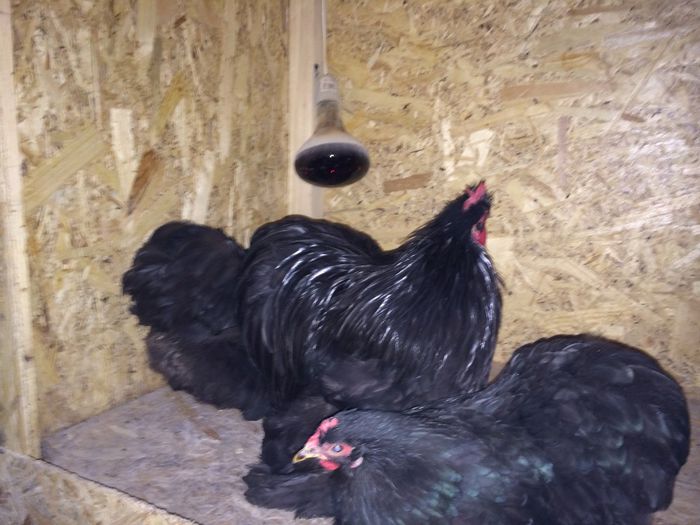 Achizite Olanda 2013 http://ibanescu.sunphoto.ro/