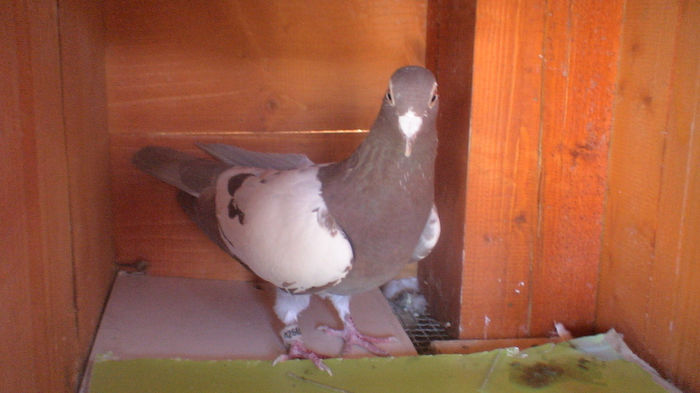 DSC03947 - meulemans perechi