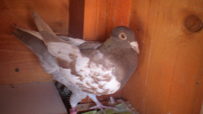 DSC03945 - meulemans perechi