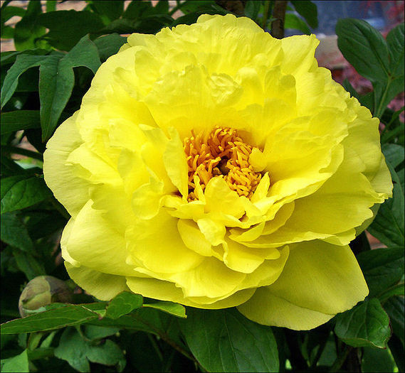 651px-Paeonia_suffruticosa_-_02 - minuni ale naturii create de dumnezeu