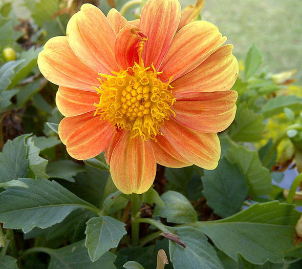 675px-Dahlia-1 - minuni ale naturii create de dumnezeu