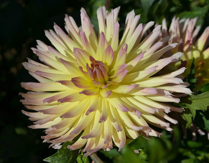 765px-Dahlia_karmasangria - minuni ale naturii create de dumnezeu