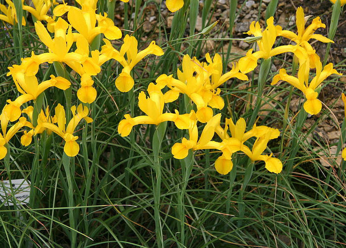 800px-Iris_lusitanica_01 - minuni ale naturii create de dumnezeu