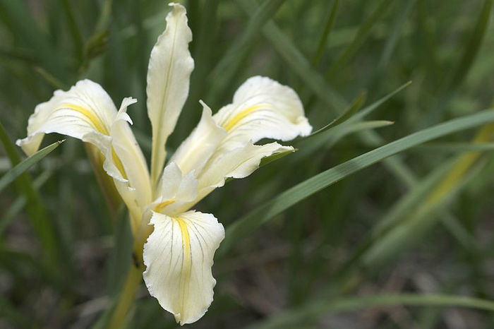 800px-Iris_macrosiphon - minuni ale naturii create de dumnezeu