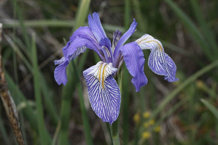 800px-Iris_missouriensis_9425 - minuni ale naturii create de dumnezeu