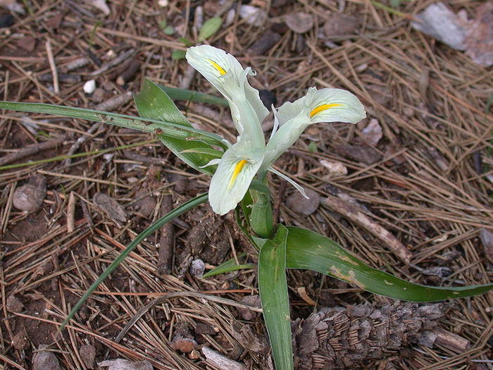 800px-Iris_palaestina_1 - minuni ale naturii create de dumnezeu