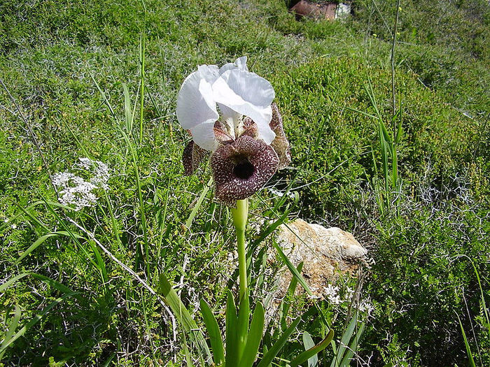 800px-%u05EA%u05DE%u05D5%u05E0%u05D4_850 - minuni ale naturii create de dumnezeu