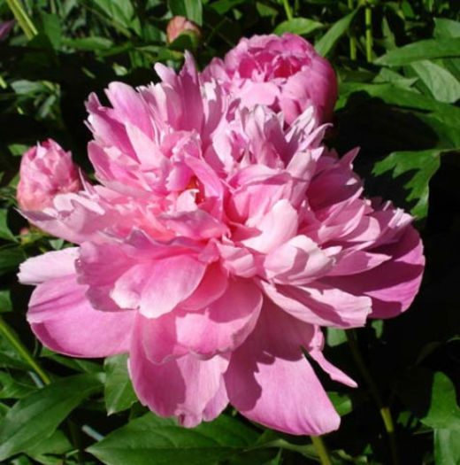 1212140118_paeonia_sarahbernhardt_closeup_jay - minuni ale naturii create de dumnezeu