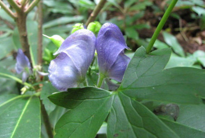 Aconitum_uncinatum_flowers_2_web_resized (1) - minuni ale naturii create de dumnezeu