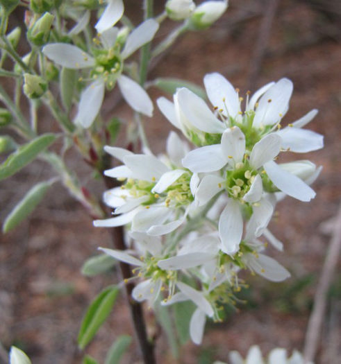 Amelanchier_obovalis_wilmington_2012_March_web_resized - minuni ale naturii create de dumnezeu
