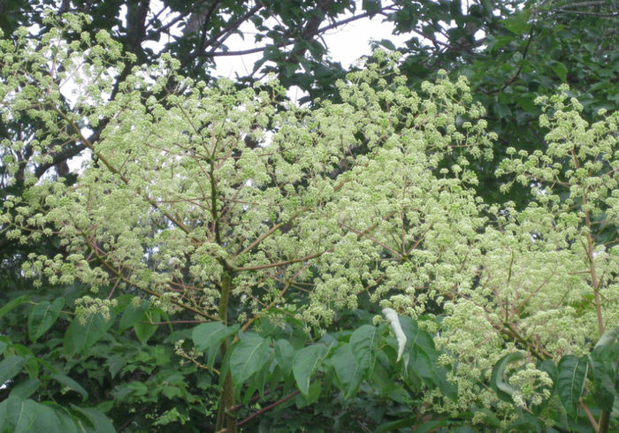 Aralia_spinosa_blooms - minuni ale naturii create de dumnezeu