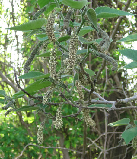 Broussonetia_papyrifera_male_flowers_Otaheite_21_April_2011_web