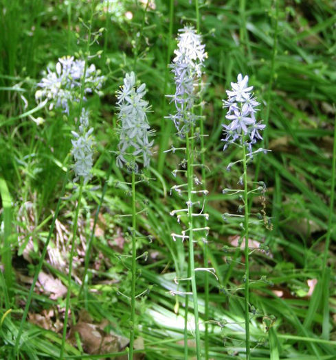Camassia_scilloides_blooms_resized - minuni ale naturii create de dumnezeu