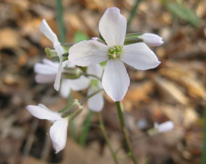 Cardamine_concatenata_bloom_resized - minuni ale naturii create de dumnezeu
