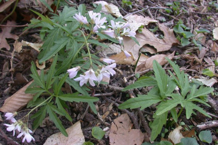 Cardamine_concatenata_plant_with_blooms_resized