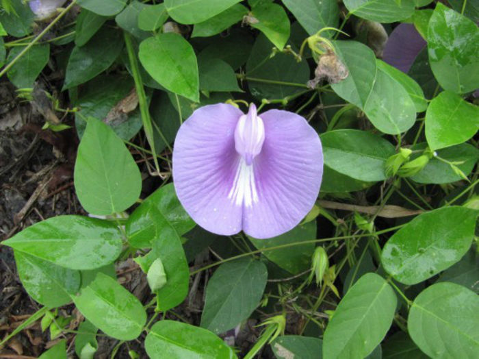 Centrosema_virginianum_flower,_Bot_garden_Aug_11_2012_007_web_resized - minuni ale naturii create de dumnezeu