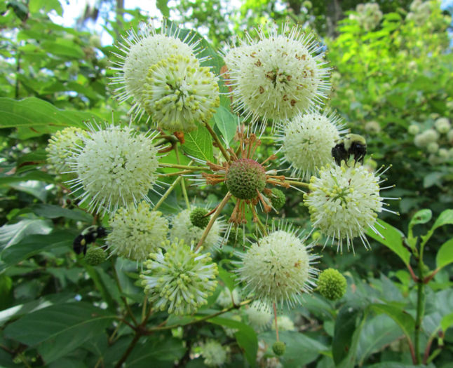 Cephalanthus_occidentalis_flowers_web - minuni ale naturii create de dumnezeu