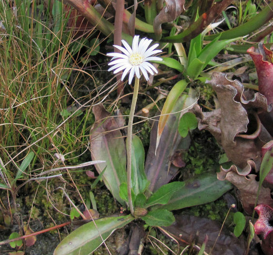 Chaptalia_tomentosa_2,_Sun-bonnet-April4-2011_web - minuni ale naturii create de dumnezeu