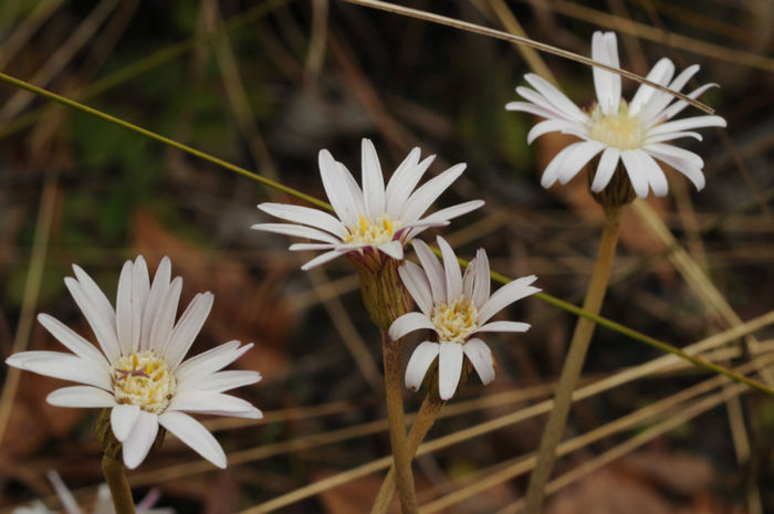 Chaptalia_tomentosa_Somers_web - minuni ale naturii create de dumnezeu