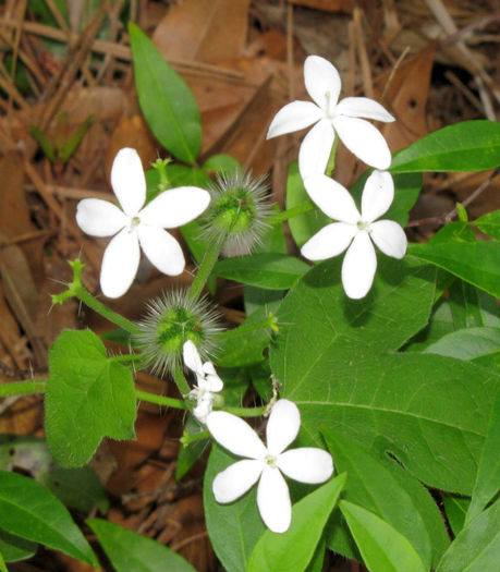 Cnidoscolus_stimulosus,_Tread-softly_in_bloom_web - minuni ale naturii create de dumnezeu