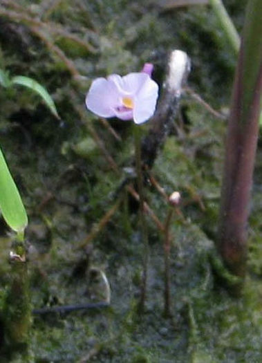 Copy_of_Utricularia_resupinata_bloom_close_up - minuni ale naturii create de dumnezeu