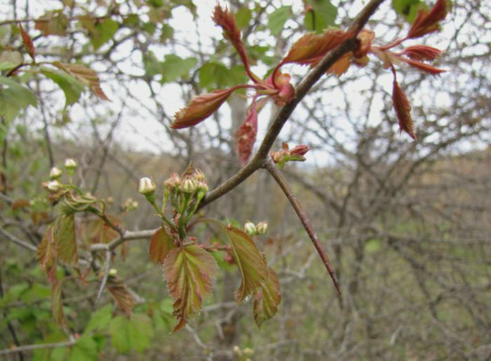 Crataegus_macrosperma_branch_May_2-8,_2011_016_web_resized - minuni ale naturii create de dumnezeu