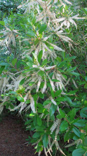 Cyrilla_racemiflora_in_flower_Halyburton_Wilmington_2013_late_June_031_web_resized - minuni ale naturii create de dumnezeu