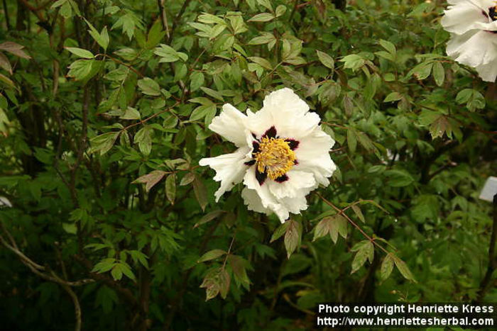d05_6309_paeonia-suffruticosa - minuni ale naturii create de dumnezeu