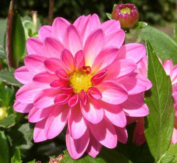 DahliaDahlstarSunsetPink - minuni ale naturii create de dumnezeu