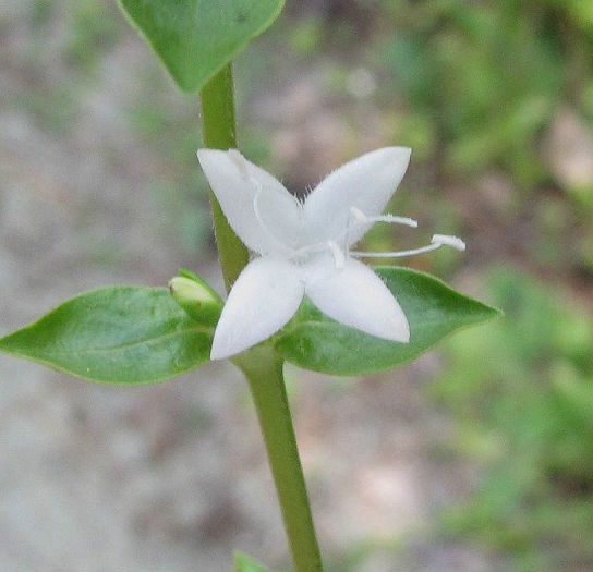Diodia_virginiana_flower_web_resized - minuni ale naturii create de dumnezeu