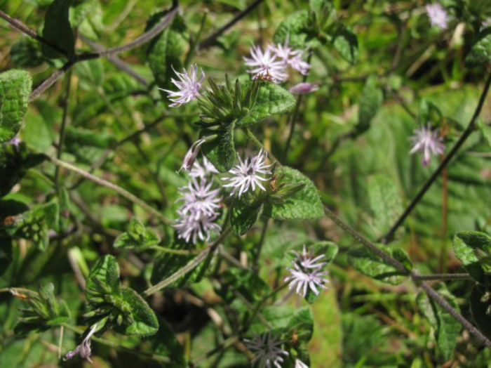 Elephantopus_tomentosus_branches_of_flowers_resized - minuni ale naturii create de dumnezeu