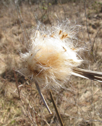 Eriophorum_virginicum_in_seed_closeup_web - minuni ale naturii create de dumnezeu