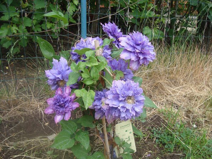 C. vyvyan pennel - Clematite 2013