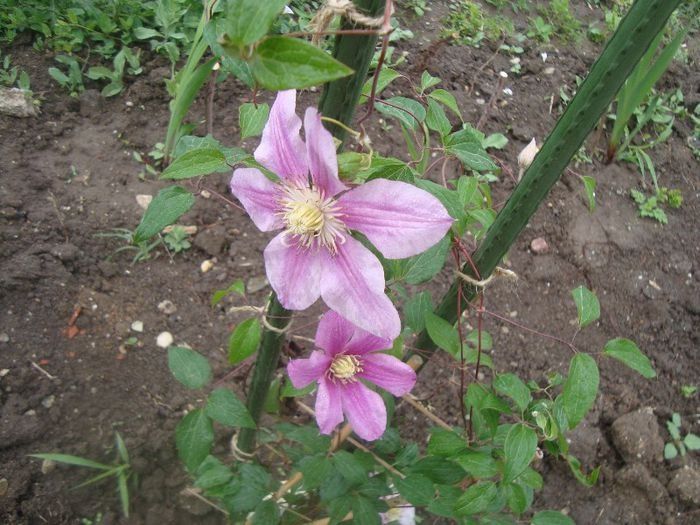 C.patricia ann fretwell - Clematite 2013