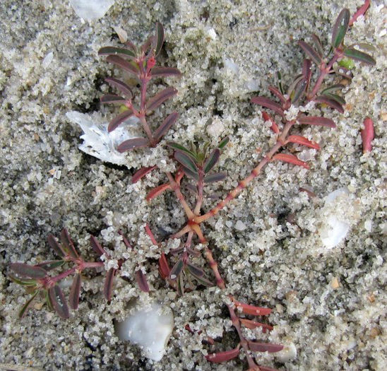 Euphorbia_bombensis_close_up_web_resized - minuni ale naturii create de dumnezeu