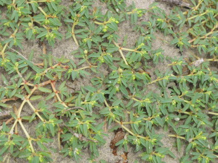 Euphorbia_polygonifolia_close-up_web_resized