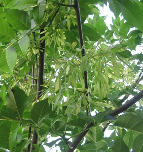 Fraxinus_pennsylvanica_seed_closeup_web_resized