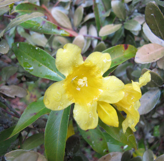 Gelsemium_sempervirens_flowers_web