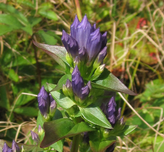 Gentianella_quinquefolia_flower_close-up_web