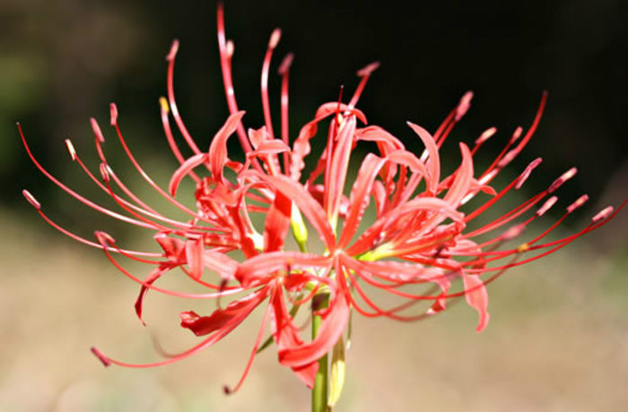 gn09_spiderlily_flower