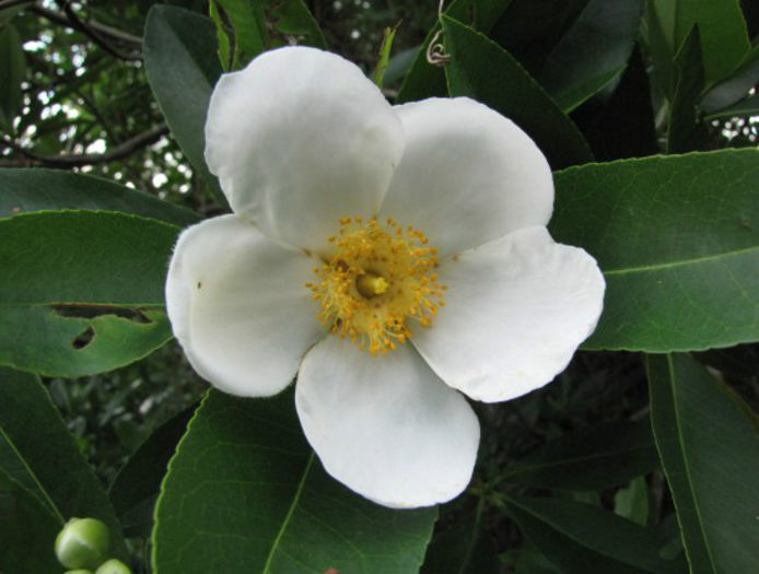 Gordonia_lasianthus_flower_Smith_Creek_Park,_Wilmington,_2012_June_13_024_web_resized
